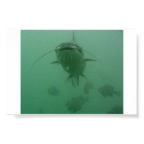 Mr Catfish Speaks posters by roymandiver Mr Catfish Speaks posters