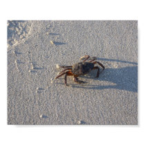 Mr Crabs 1 posters