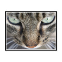 Mr Face postcards