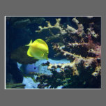 Mr Fishy! postcards