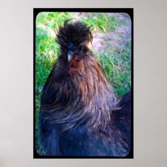 Mr. Fluffy the Silkie Rooster print