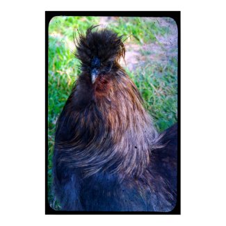 Mr. Fluffy the Silkie Rooster print