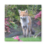 Mr Fox magnets