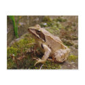 Mr frog postcards by Rainmountain Mr frog postcards