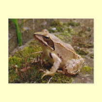 Mr frog postcards