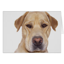 Mr. Goofy face cards