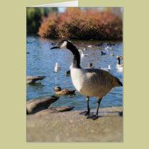 Mr. Goose cards