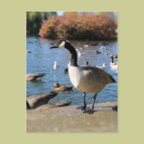 Mr. goose postcards
