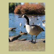 Mr. Goose posters