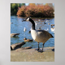 Mr. Goose Poster