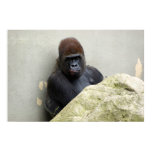 Mr. Gorilla Had a Bad Day