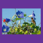 Mr. Innocent Hummingbird Poster posters