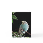 Mr  Jill Budgie Card