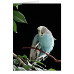 Mr. Jill Budgie cards