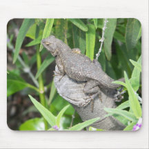 Mr. Lizard Mousepads