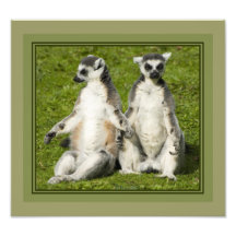 Mr & Mrs Lemur Photo Print