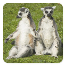 Mr & Mrs Lemur Stickers