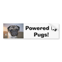 mr nibbles, Powered by Pugs! bumper stickers by sturner69 mr nibbles, Powered by Pugs! bumper stickers