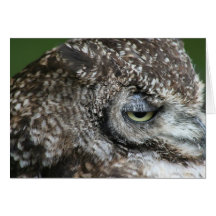 Mr Owl Card
