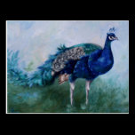 Mr. Peacock Postcard postcards