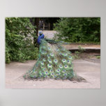 Mr.Peacock ruffles his feathers posters