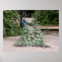 Mr.Peacock ruffles his feathers Poster