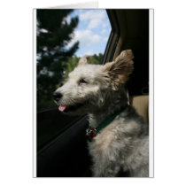 Mr. Pish Enjoys the Summer Breeze! cards