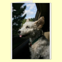 Mr. Pish Enjoys the Summer Breeze! cards