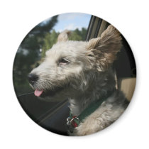 Mr. Pish Enjoys the Summer Breeze! magnets