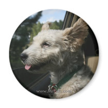 Mr. Pish Enjoys the Summer Breeze! magnets
