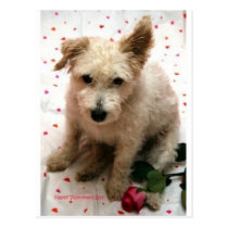 Mr. Pish Valentine's Day Card! postcards