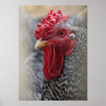 Mr. Rooster Posters
