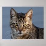Mr. Trouble Print
