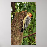 Mr Woodpecker Print