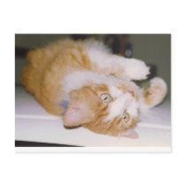 mrfuzz postcards