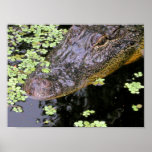 MrGator posters
