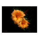 Mrs. Cathey's Lillies posters