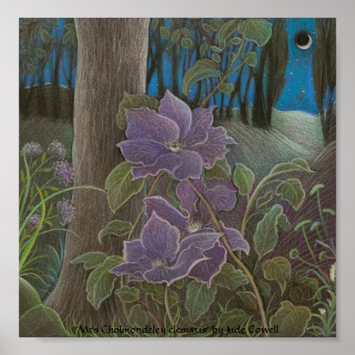 'Mrs Cholmondeley clematis by Moonlight' Posters