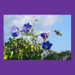 Mrs. Innocent Hummingbird Poster posters