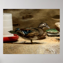 Mrs. Wood Duck Print