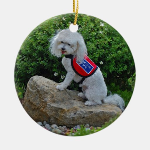 ms dolly maltipoo christmas tree ornaments zazzle ms dolly maltipoo christmas tree ornaments zazzle