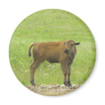 Ms. Majestic magnets