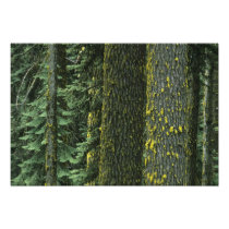 Mt. Ashland, Rogue RIver National Forest,