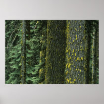 Mt. Ashland, Rogue RIver National Forest,