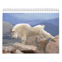 Mt Goats on Mt Evans, Colorado Calendars