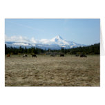 Mt. Jefferson Horses