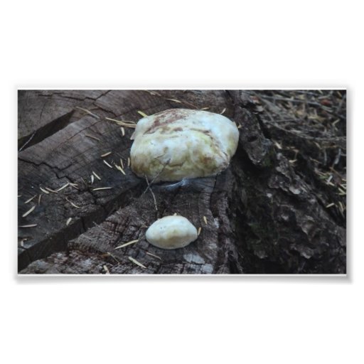Mt Jefferson Oregon Flora Fungi Moss Botany Lichen Photo Art