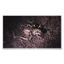Mt Jefferson Oregon Insects Arachnids Spiders Bug Photographic Print
