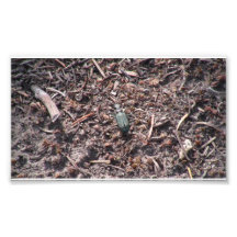 Mt Jefferson Oregon Insects Arachnids Spiders Bug Photograph