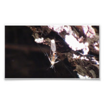 Mt Jefferson Oregon Insects Arachnids Spiders Bug Photo